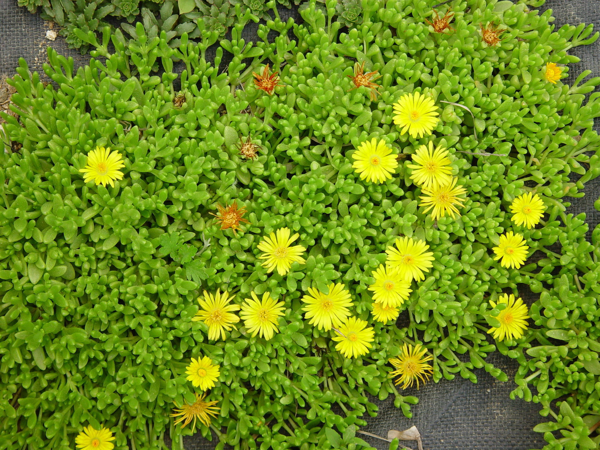 Delosperma nubigena